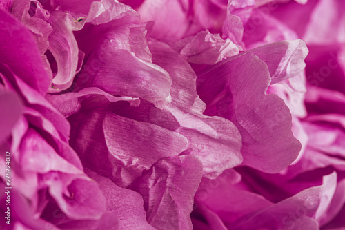 Smooth peony petals macro still with pink and purple colours 