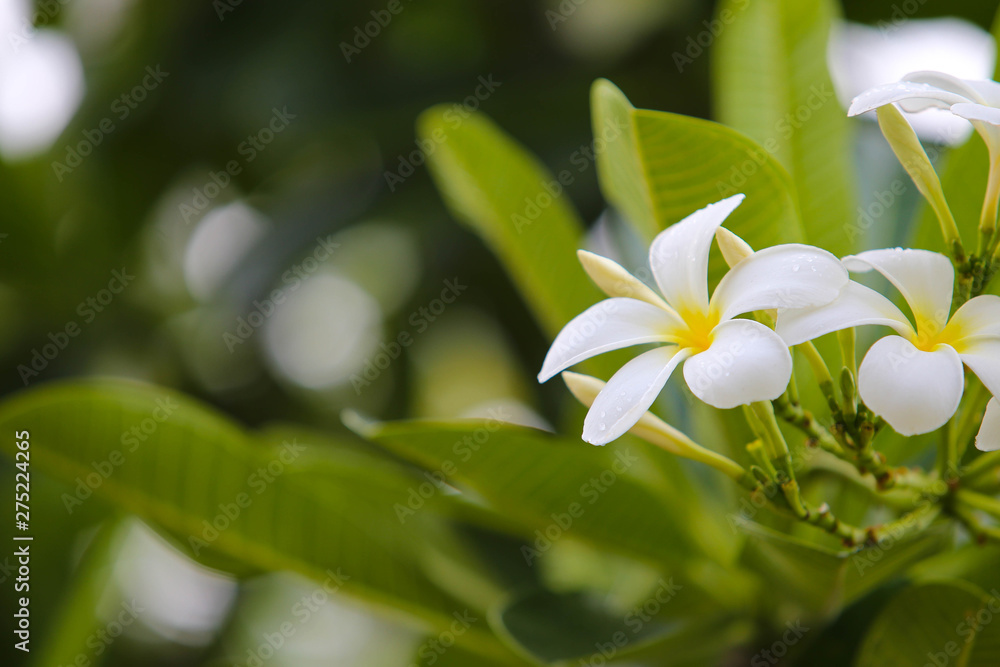 Obraz premium Close-up white frangipani tropical flower, plumeria flower blooming on tree, spa flower in soft dim light is beautiful natural background vintage style