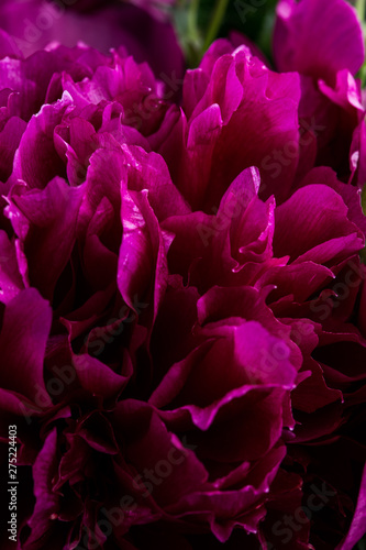 Smooth peony petals macro still with pink and purple colours 