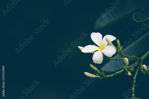 Close-up white frangipani tropical flower, plumeria flower blooming on tree, spa flower in soft dim light is beautiful natural background vintage style