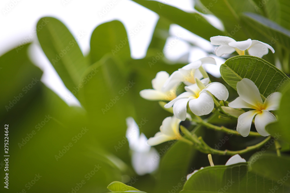 Fototapeta premium Close-up white frangipani tropical flower, plumeria flower blooming on tree, spa flower in soft dim light is beautiful natural background vintage style