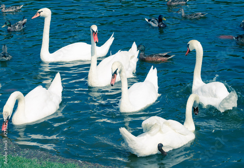 Flock group of white birds swans flowing on pond surface among ducks