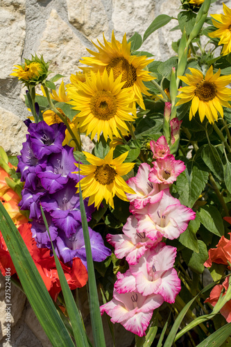 Blooming sunflowers and colorful gladioli against the background of a limestone wall