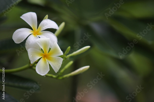 Close-up white frangipani tropical flower  plumeria flower blooming on tree  spa flower in soft dim light is beautiful natural background vintage style