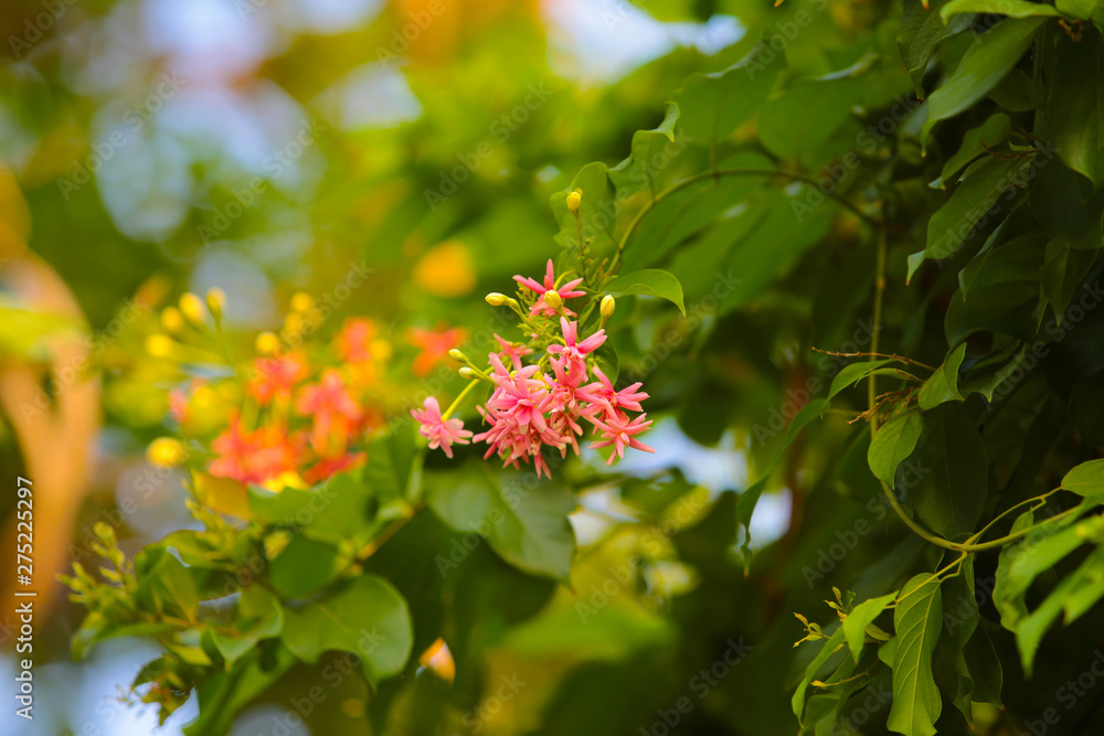 Pink flowers, red flowers close up in natural background, flowers of thailand Pink flowers, red flowers close up in natural background, flowers of thailand