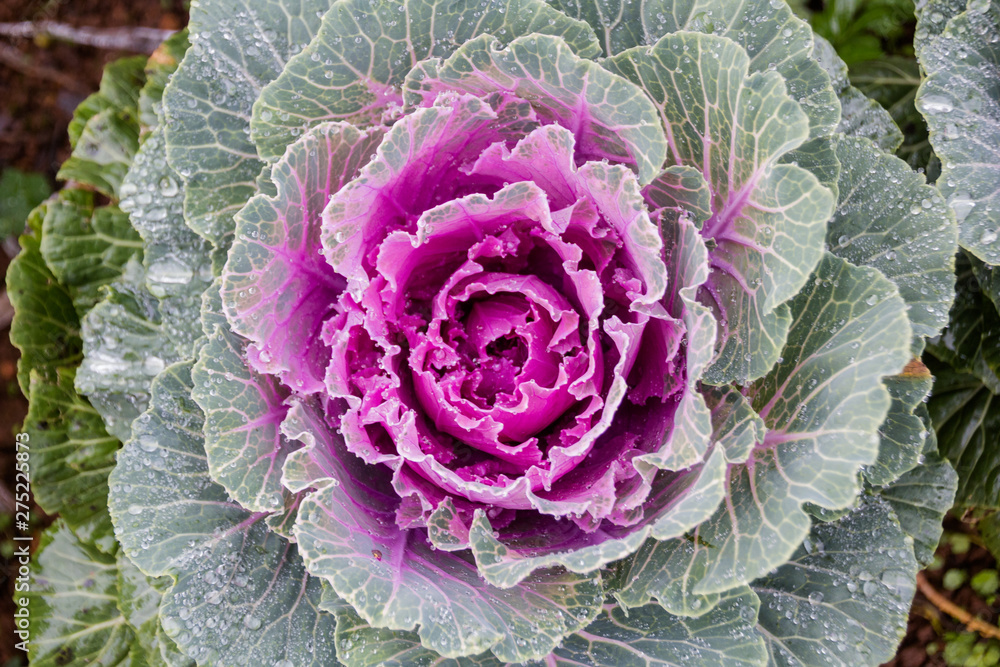Obraz premium The cabbage planting at Angkhang Station in Chiangmai,Thailand