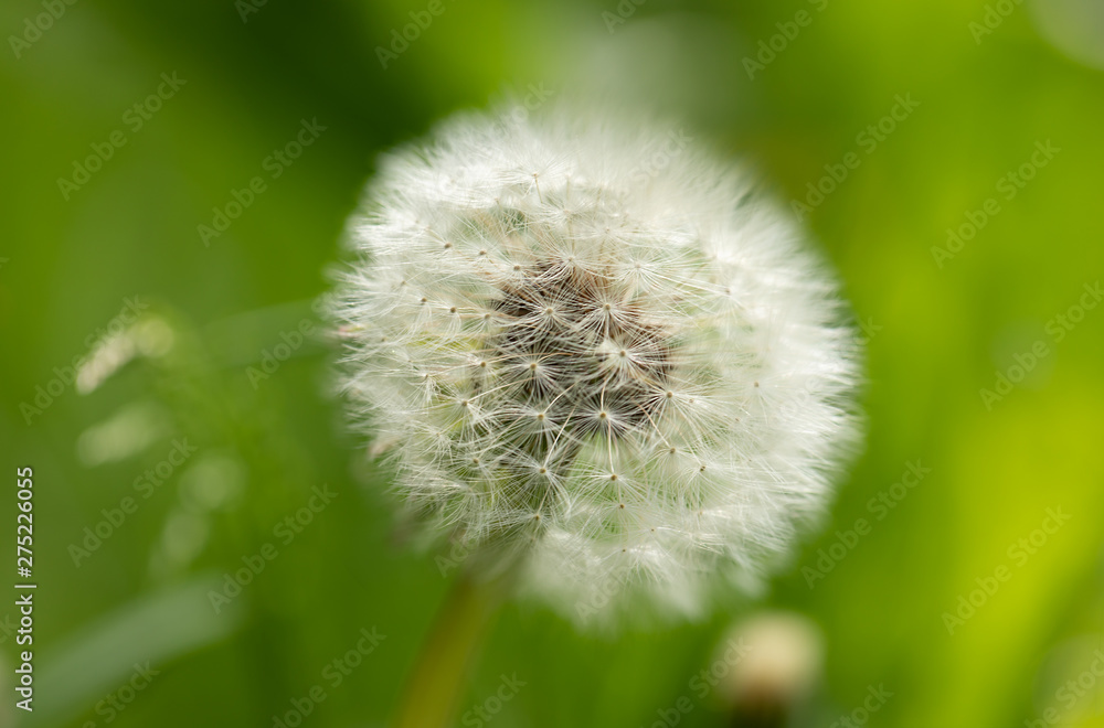 Fototapeta premium Close-up white dandelion flower on green background.