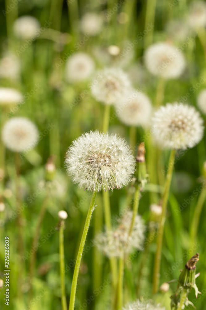 White fluffy dandelion flowers on green summer meadow. White fluffy dandelion flowers on green summer meadow.