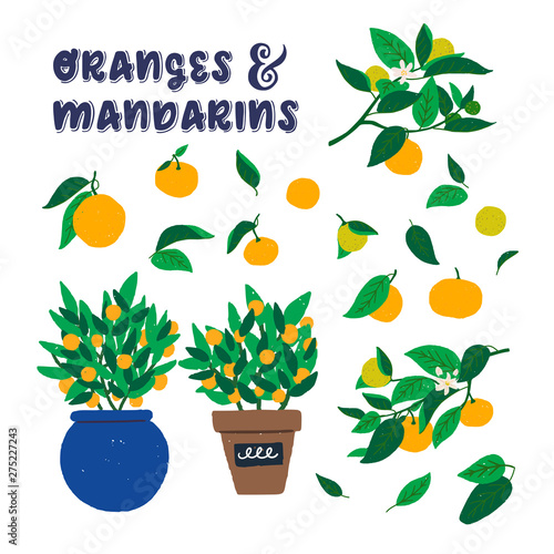 Oranges on granches and leaves clipart