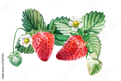 Fototapeta Naklejka Na Ścianę i Meble -  Watercolor red juicy strawberries with leaves and flower. Food background, painted bright composition. Hand drawn food illustration. Fruit print. Summer sweet fruits and berries.
