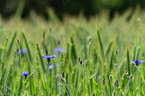 CORNFLOWERS - Blue wildflowers in the wind among the cereals