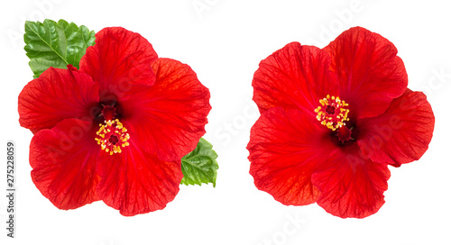 Hibiscus flower head isolated white background red blossom © LiliGraphie