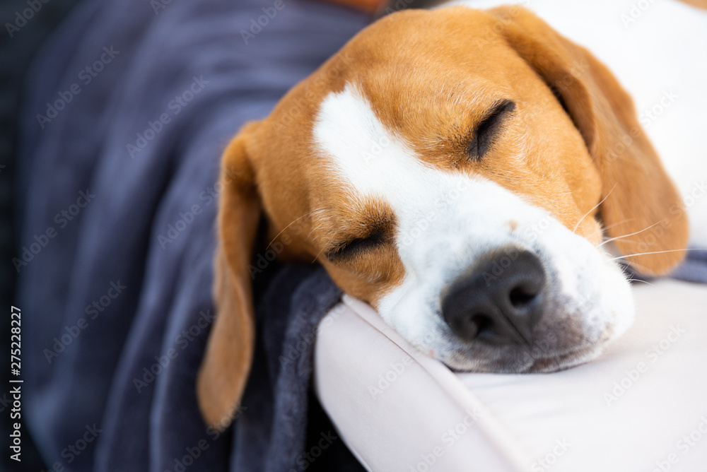 Cute Beagle dog resting in shade on the garden sofa.