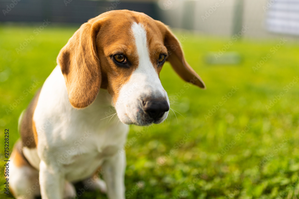 Adorable beagle dog sits on green lawn in garden in summer