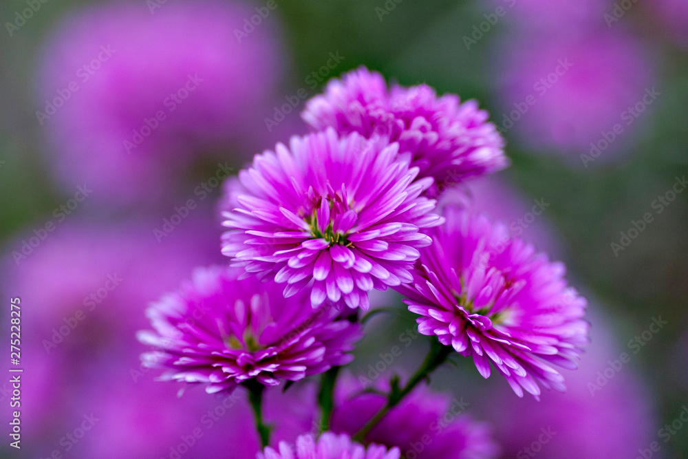 Fototapeta premium Aster in full bloom in Vietnam