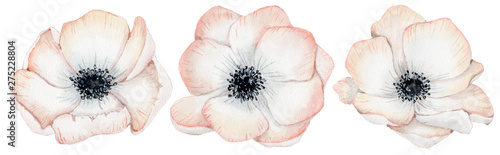 Watercolor anemone rose flowers illustration isolated on the white background photo