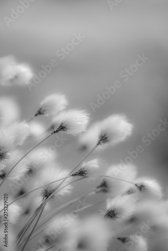 Cotton Grass