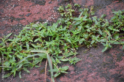 green grass with water drops in the early morning