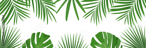 Palm leaves background. Isolated tropical coconut and monstera jungle leaves banner.