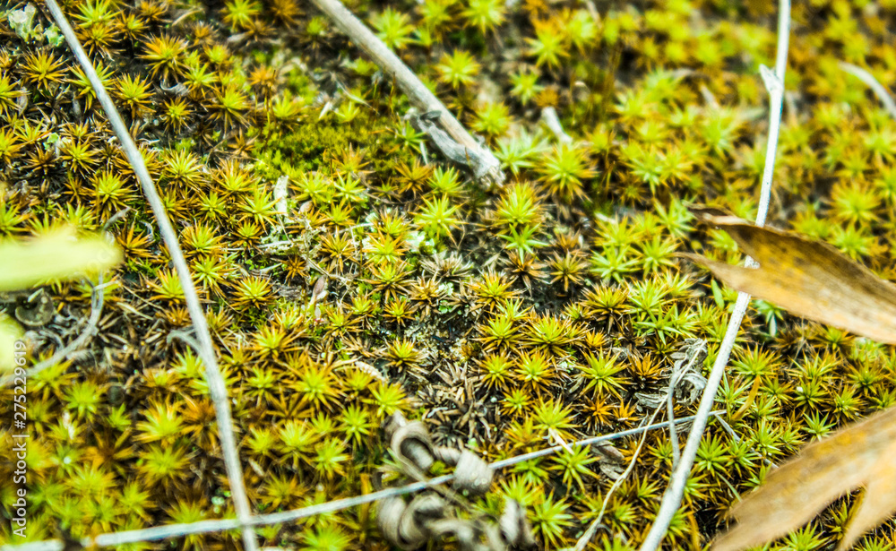 Small plants, moss flowers on the ground in the forest. Small plants, moss flowers on the ground in the forest.