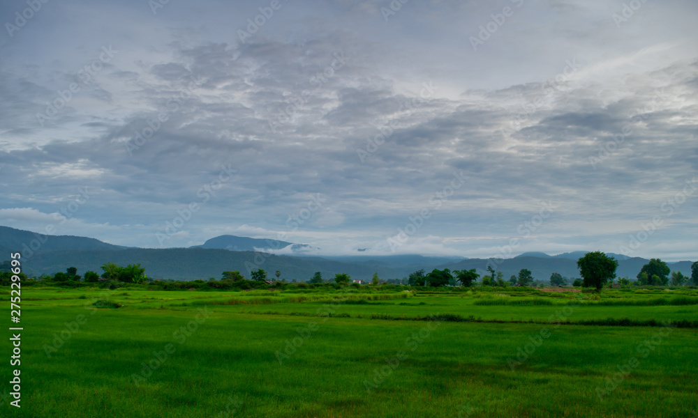 green field and blue sky