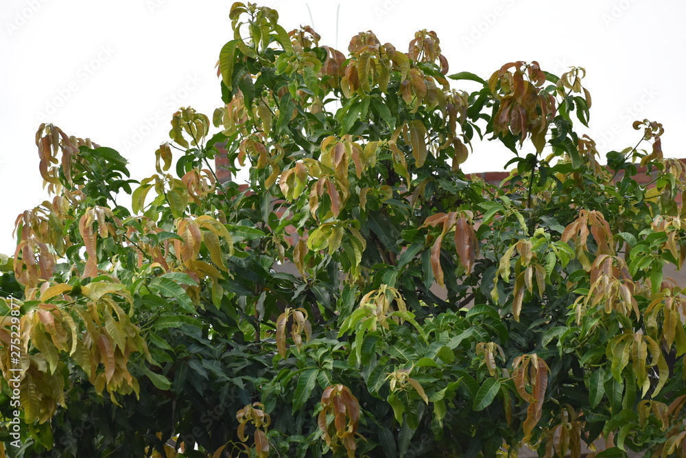 green grass with water drops in the early morning