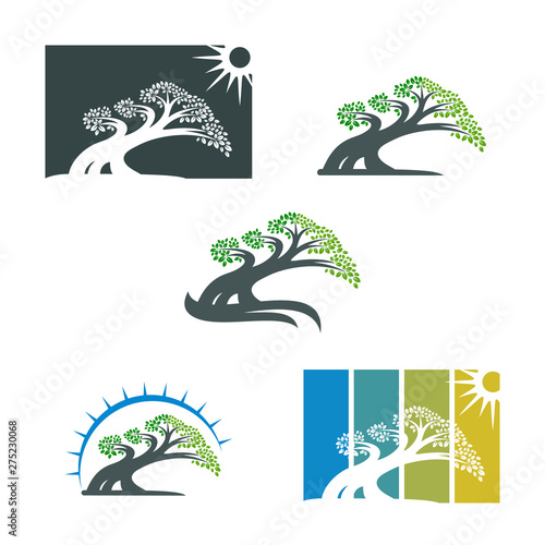 tree logo template. bonsai design icon symbol - vector