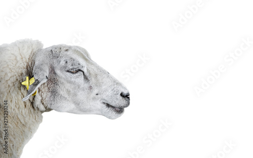 Sheep portrait close up. Beauriful young furry sheep isolated on white background. Farm animals. © esvetleishaya
