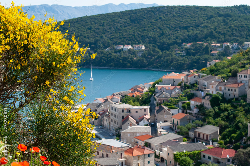 View of old European city in Croatia and the blooming acacia, the theme of tourism