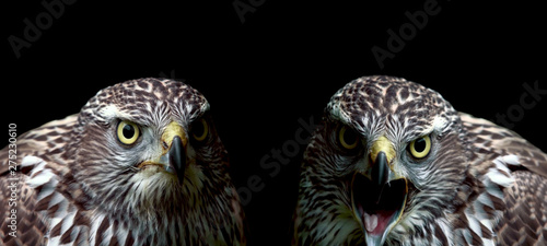 Stampa su tela Two hawks close-up on black background