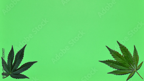 Hemp or cannabis leaves bright background. Top view  flat lay. Template or mock up.
