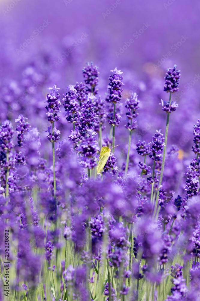 Obraz premium ラベンダー