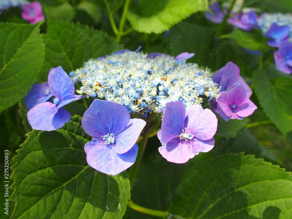 木漏れ日の中の青いガクアジサイ