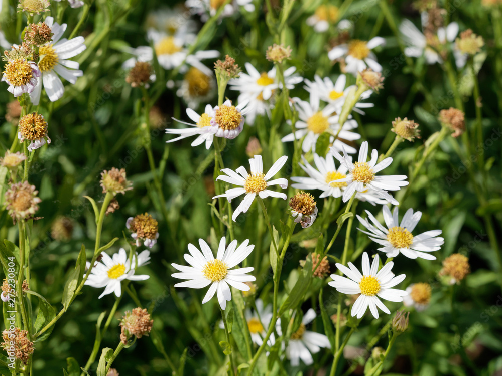 Kalimeris incisa 'Alba' or cutleaf Japanese Aster Kalimeris incisa 'Alba' or cutleaf Japanese Aster