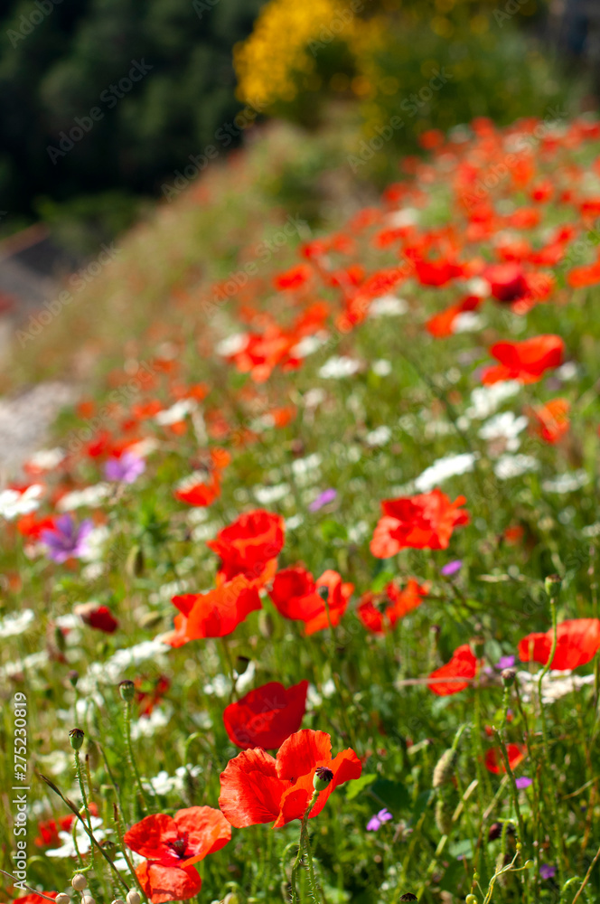 Blooming poppy meadow spring or summer concept