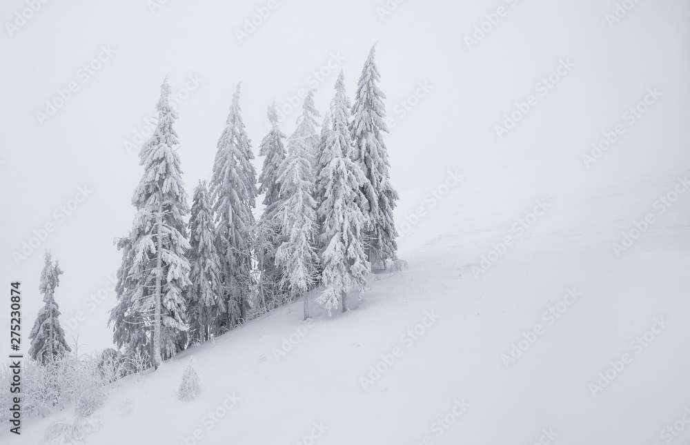 Fototapeta premium Winter background.