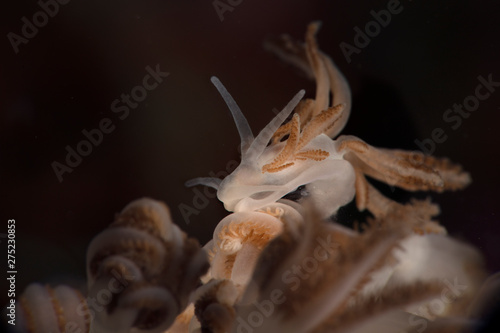 Nudibranch Phyllodesmium jakobsenae. Underwater macro photography from Romblon, Philippines