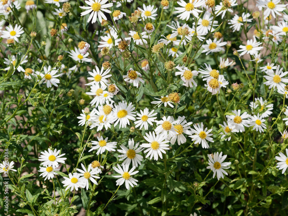 Kalimeris incisa 'Alba' or cutleaf Japanese Aster Kalimeris incisa 'Alba' or cutleaf Japanese Aster