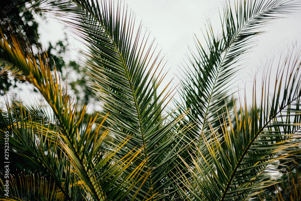 Fototapeta premium Botanischer Garten Greifswald im Juni 2019