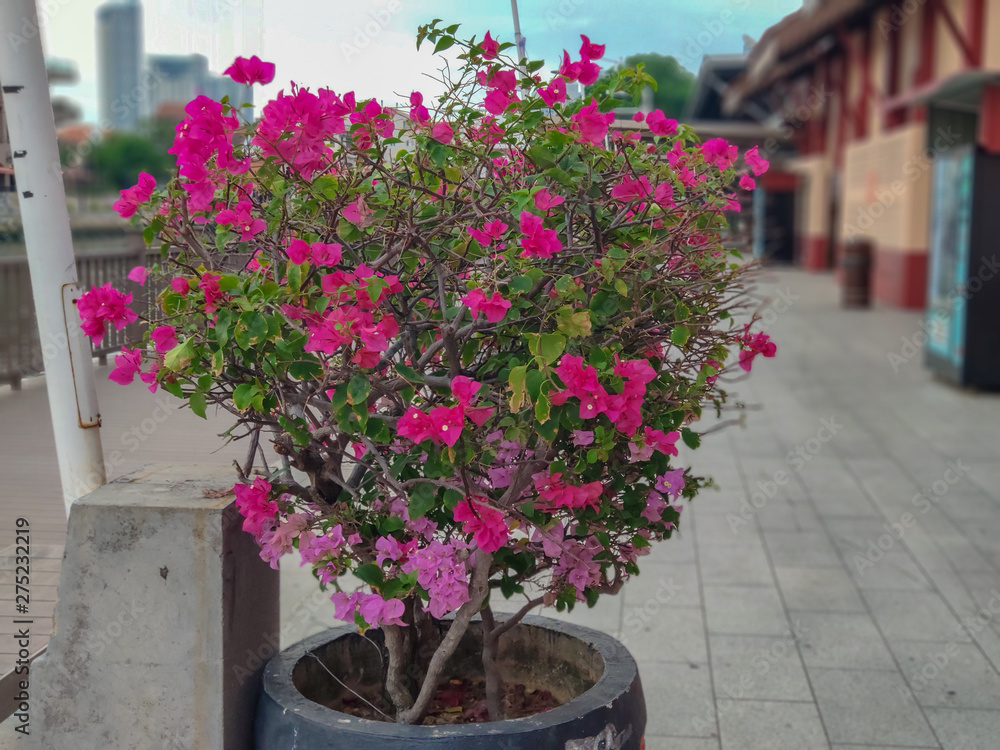 Malacca, Malaysia - June 24 2019: Closeup view of beautiful violet flowers in Malacca city