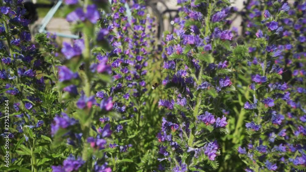 Bumble bees flying around flowers collecting nectar and pollen. Purple lupines blowing in the summer breeze. Bumble bees flying around flowers collecting nectar and pollen. Purple lupines blowing in the summer breeze.