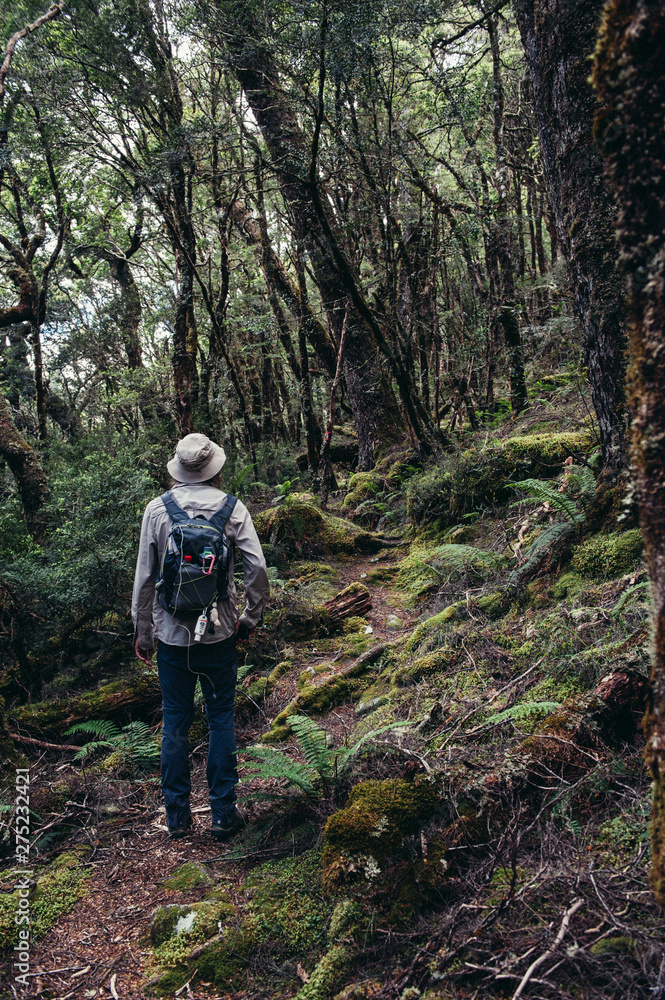 Obraz premium moss trees at Cradle Mountain hiking Tasmania Australia