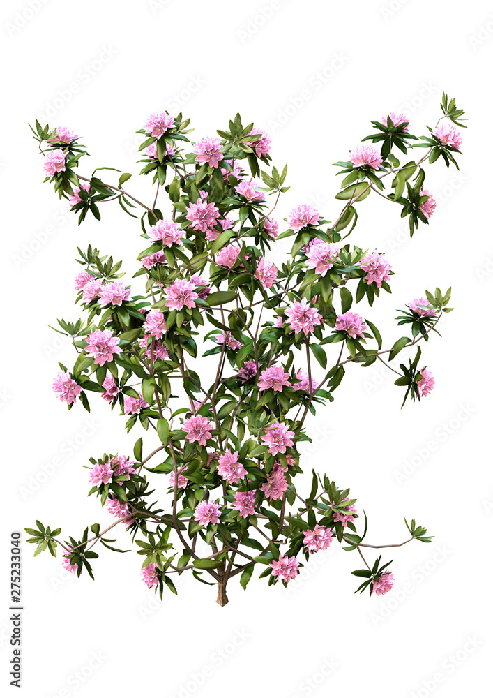 3D Rendering Rhododendron Plant with Flowers on White 3D Rendering Rhododendron Plant with Flowers on White