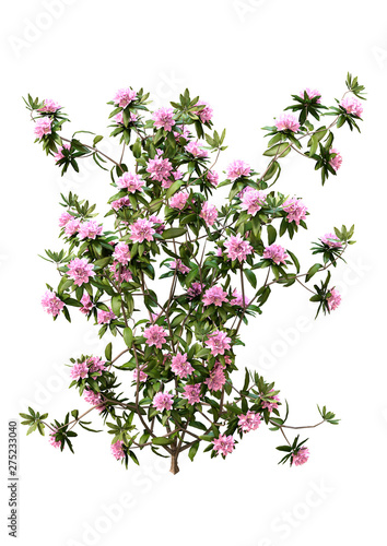 3D Rendering Rhododendron Plant with Flowers on White