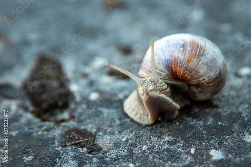 Background, nature, snail crawling on a stone in the park, close-up, soft focus. Snails in the city park. Wildlife