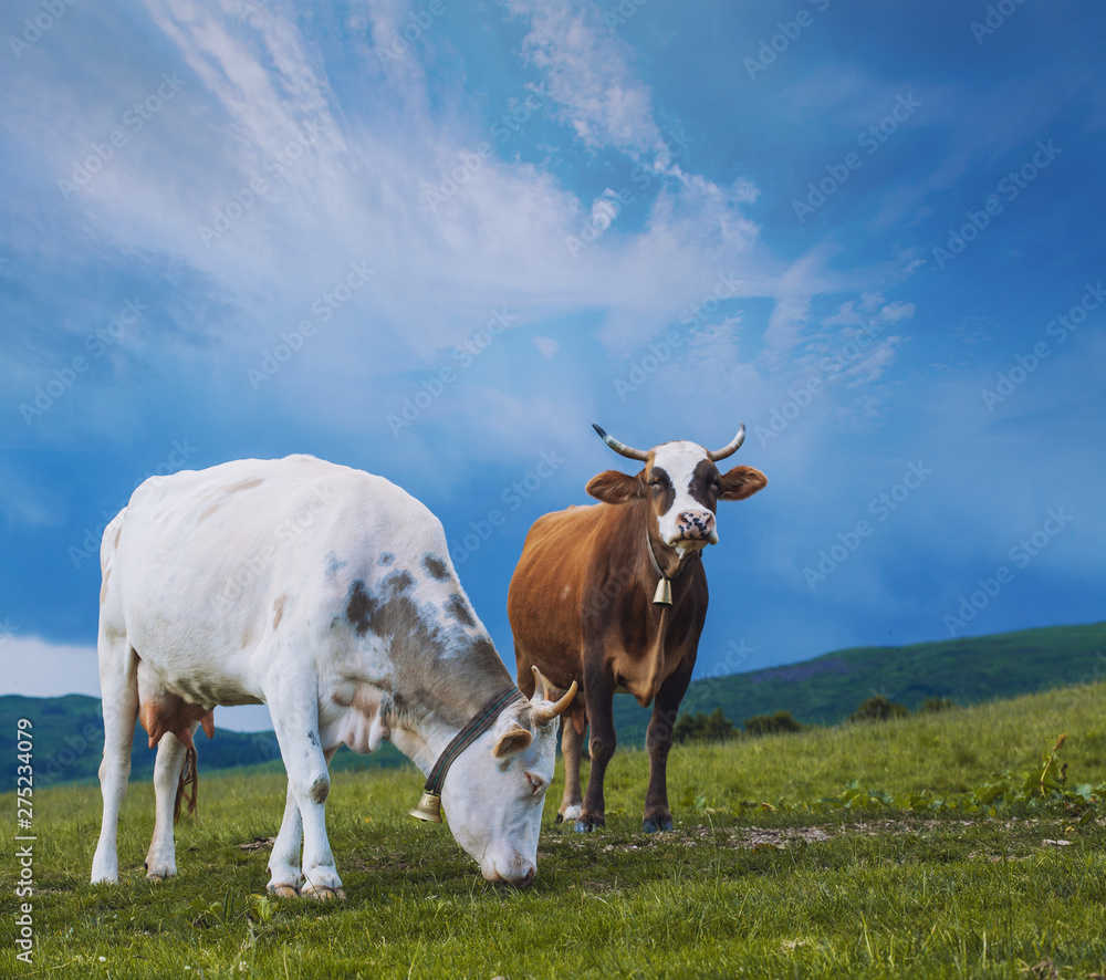 cow is singing in the mountain meadows. Alpine meadows