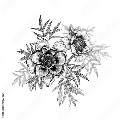 Branch of garden flowers peonies and leaves. Black and white vector illustration.