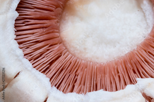 mushroom shell on white background