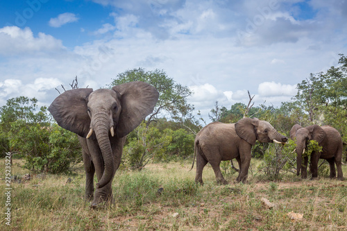 African bush elephant in Kruger National park, South Africa