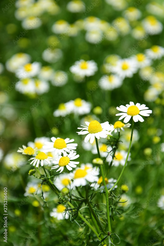 Fototapeta premium Kamille - Kamillenblüten - Echte Kamille